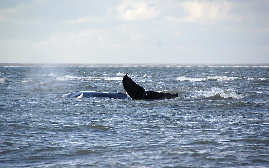 De bultrug bij Texel. Foto ANP