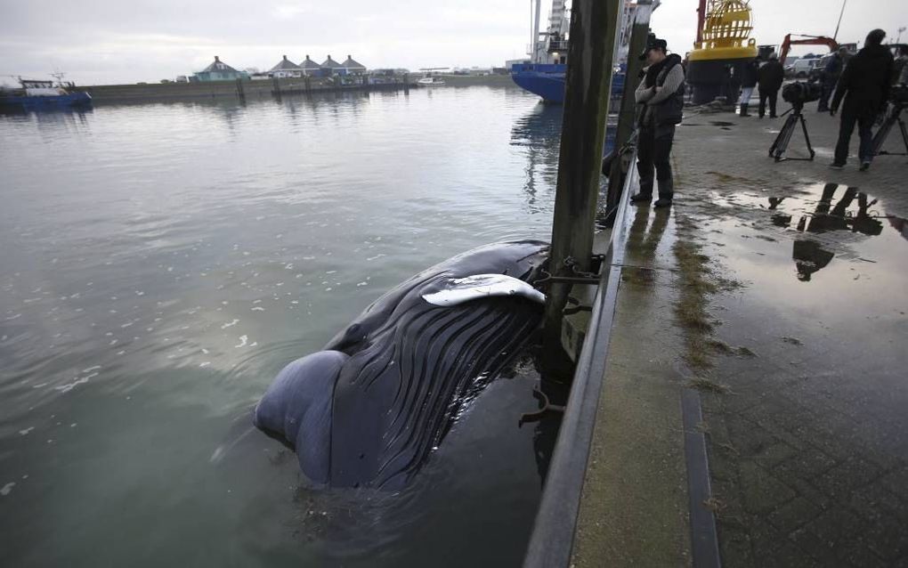 Het kadaver van de bultrug is aangekomen in de haven van Texel. Foto ANP