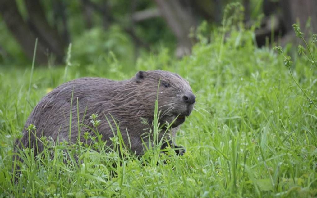 Bever. Foto Willy de Koning