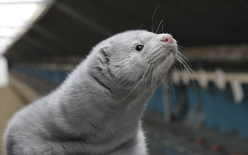 „Nertsen zijn geen gewone landbouwhuisdieren. Het zijn roofdieren die moeilijk te domesticeren zijn.”  Foto RD, Anton Dommerholt