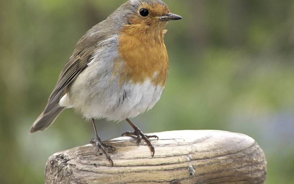 Het roodborstje dat in de winter in de tuin rondhipt, is een ander dan zijn soortgenoot van de zomer. Foto Wikimedia/Rasbak