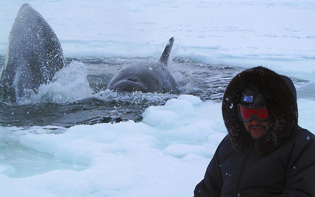 Orka's tussen de ijsschotsen in de Hudsonbaai. Foto EPA