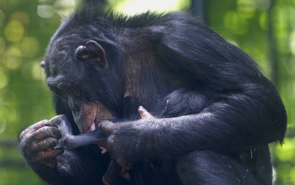 Chimpansee Saphira kreeg vorig jaar haar eerste kind in Artis. De dierentuin bestaat dit jaar 175 jaar. Foto ANP