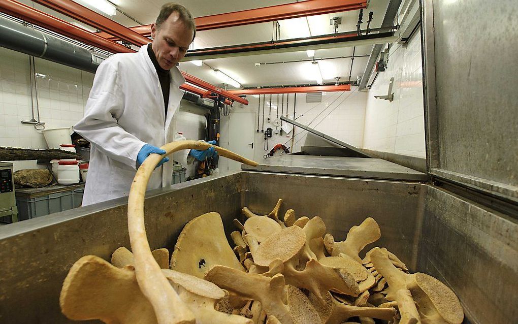 Een medewerker van Naturalis toont het skelet van de bultrug die 12 december 2012 op de Razende Bol bij Texel strandde. Foto ANP