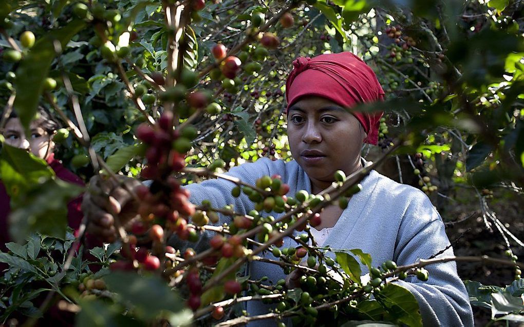 Koffieplantage in Guatemala. Foto EPA