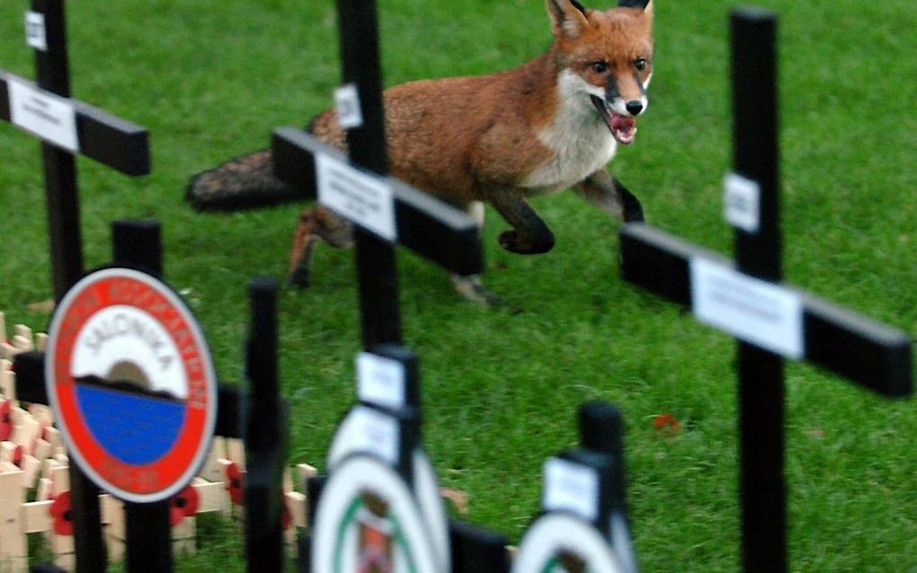 Vos in Londen. Foto EPA