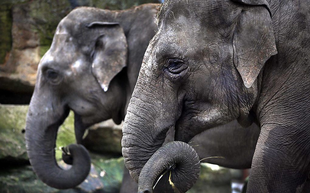 Olifanten in Dierenpark Emmen. Foto ANP