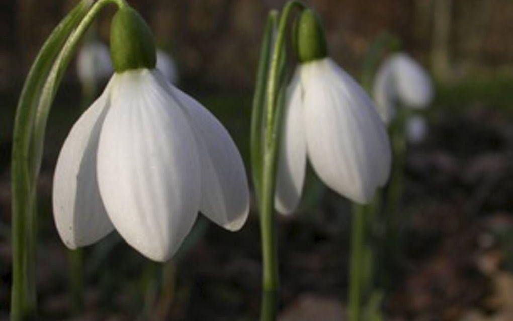 Foto Sneeuwklokjes.nl