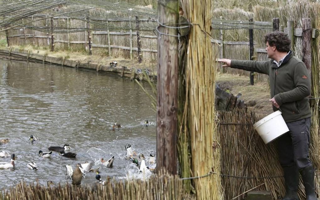 Fons Mandigers voert de tamme eenden in de Nieuwe Kooi in Vught.