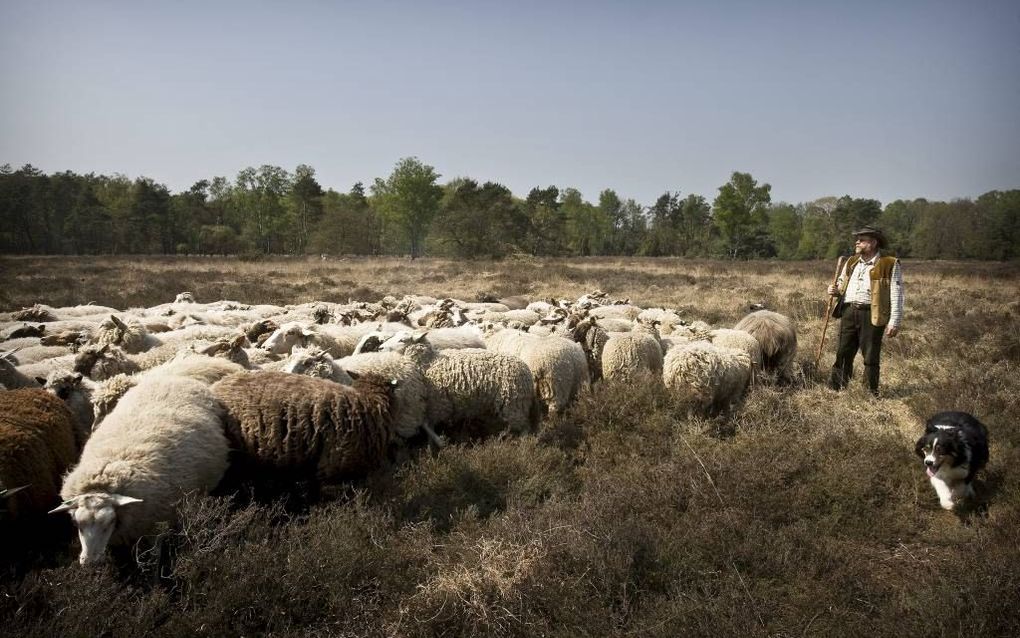 De schaapskudde van Haaksbergen, met herder Hans Abbink. Foto RD, Henk Visscher