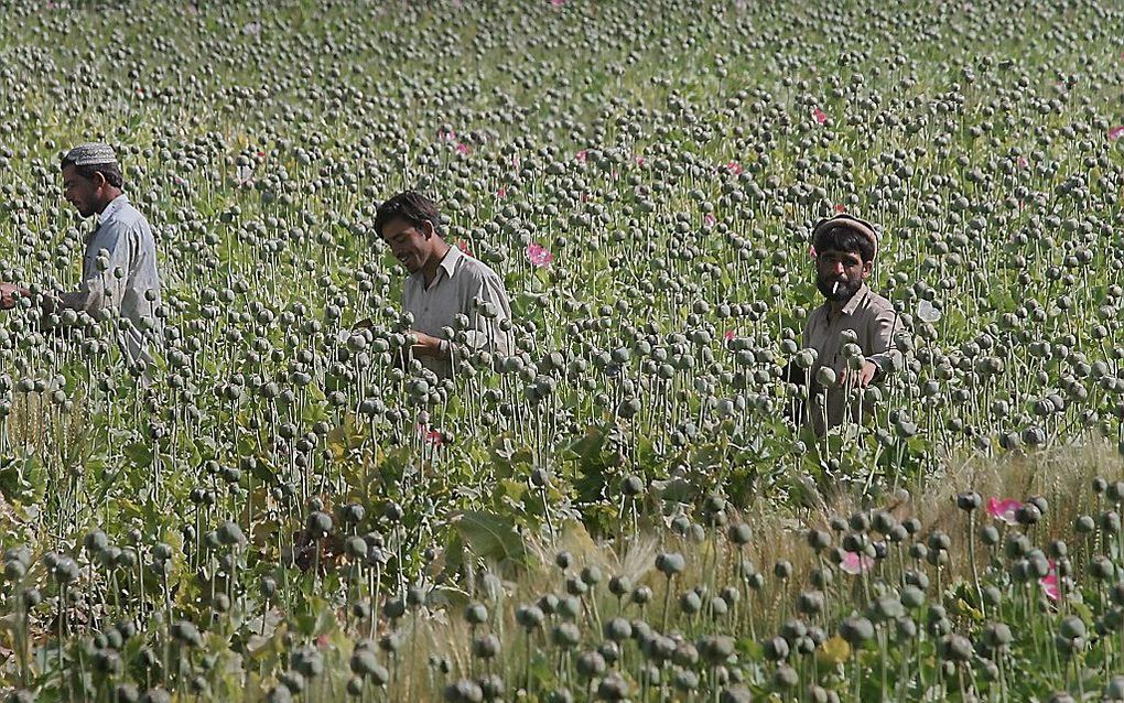 Afghaans papaverveld.  Foto EPA