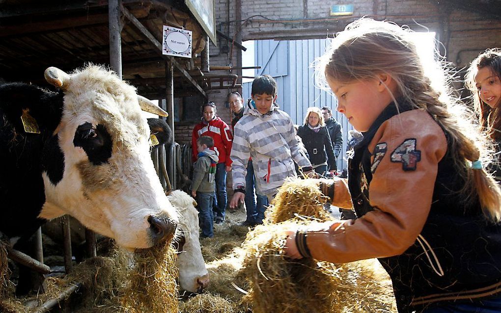 Boeren spinnen garen bij de krapte aan melk op de wereldmarkt. Foto ANP