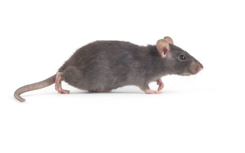 Bruine rat. Foto Fotolia