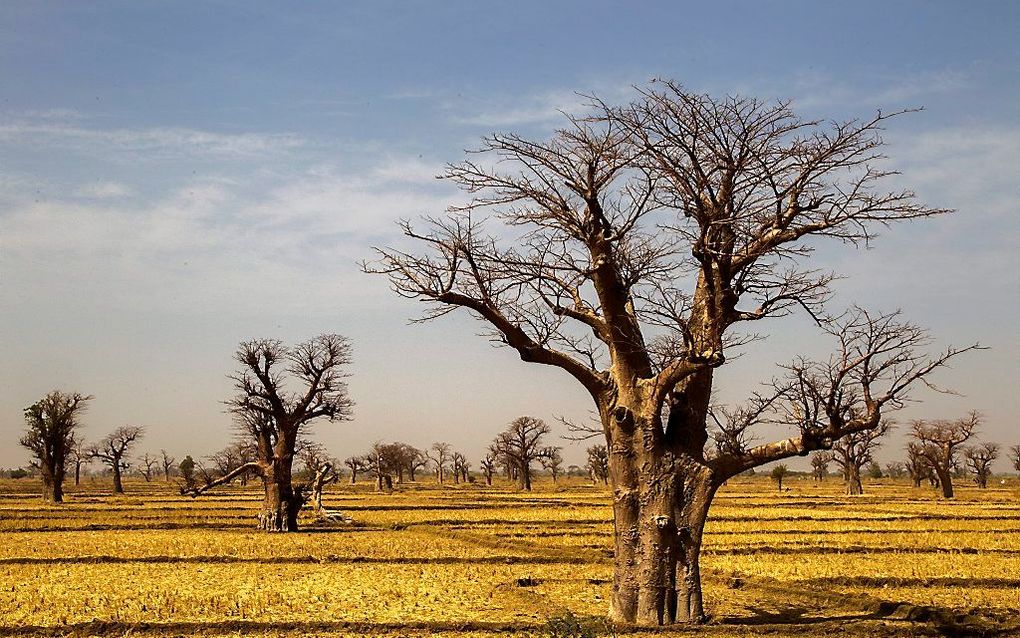 Mali. Beeld EPA