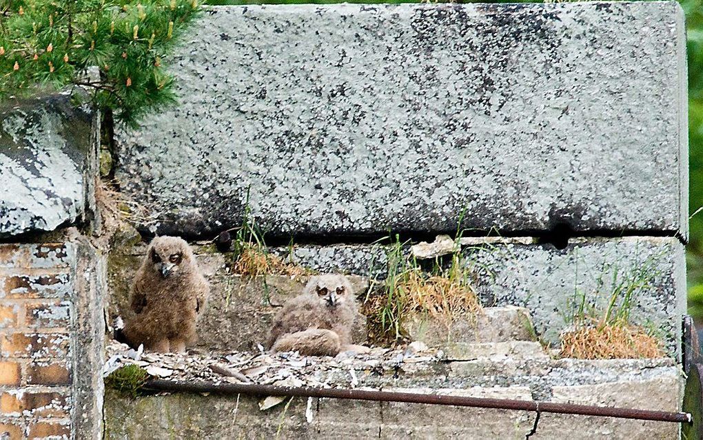 Een spoorbrug in Duitsland kan niet worden geopend omdat een uilenfamilie er zijn twee jongen op grootbrengt. Foto EPA