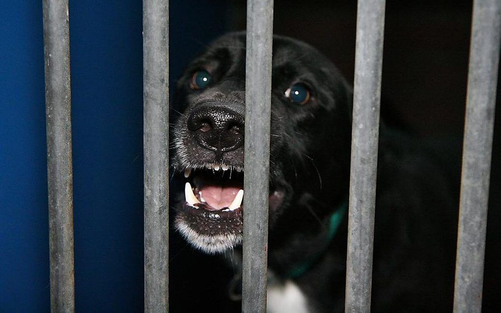 Martin Gaus wil dat honden na een bijtincident bij de eigenaar blijven. Beeld Martin Gaus