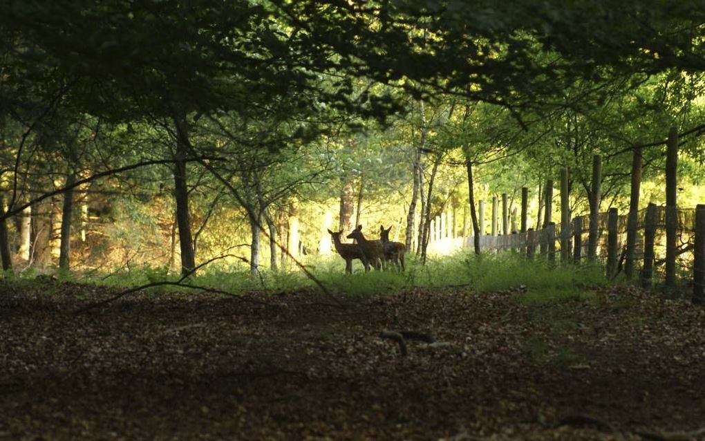 Momenteel lopen er volop hertenkalfjes in het veld. Op de foto drie 'Bambi's' in de bossen van Ermelo. Vanwege het grote aantal edelherten op de Noord-West Veluwe is de afschotperiode vervoegd. Foto Leonard van Leeuwen.