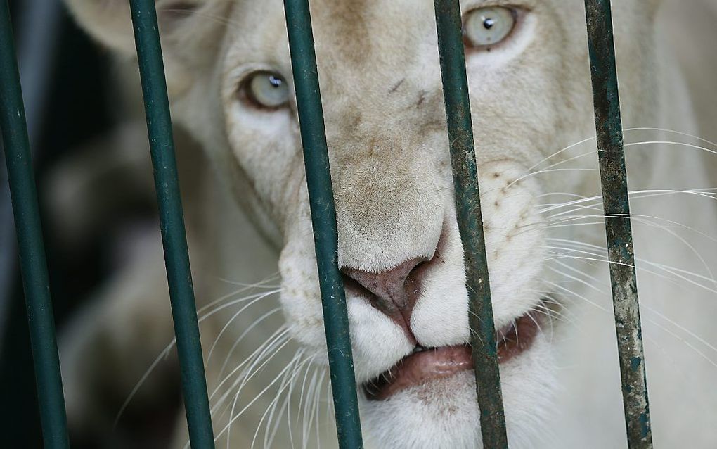 Een zeldzame witte leeuw in zijn hok bij een woning in Bangkok. Foto EPA