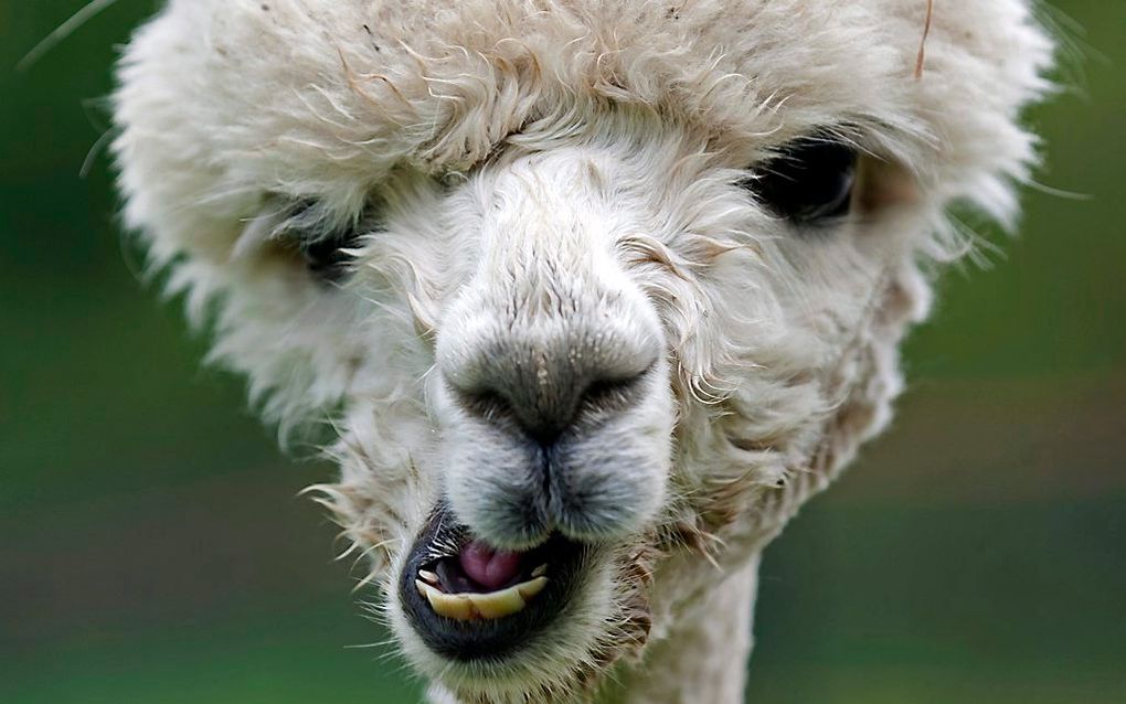 Alpaca. Beeld ANP