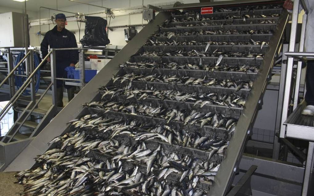 De verwerking van haring in de fabriek van Skagerak Pelagic in Skagen gaat razendsnel. Foto Riekelt Pasterkamp