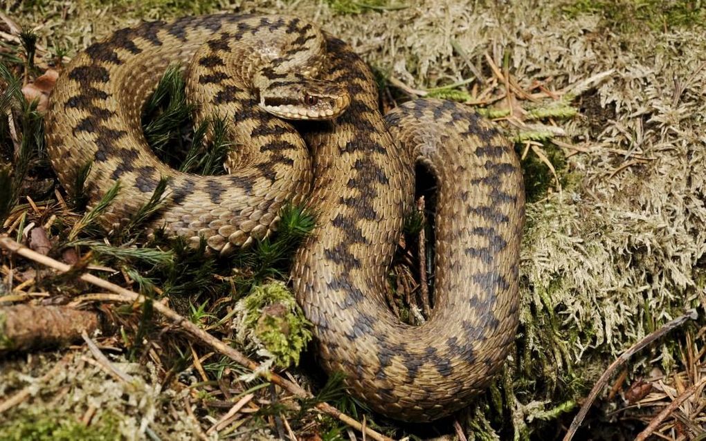 Adder. Foto Wikimedia