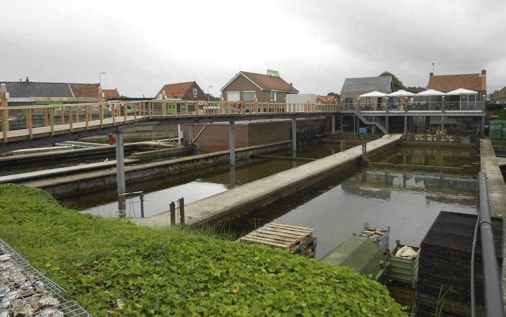 De 140 jaar oude oesterputten bij Yerseke liggen aan de rand van de Oosterschelde. Vorig jaar zijn ze in gebruik genomen door mosselkweekbedrijf Dhooge BV. Beeld Linda Otte