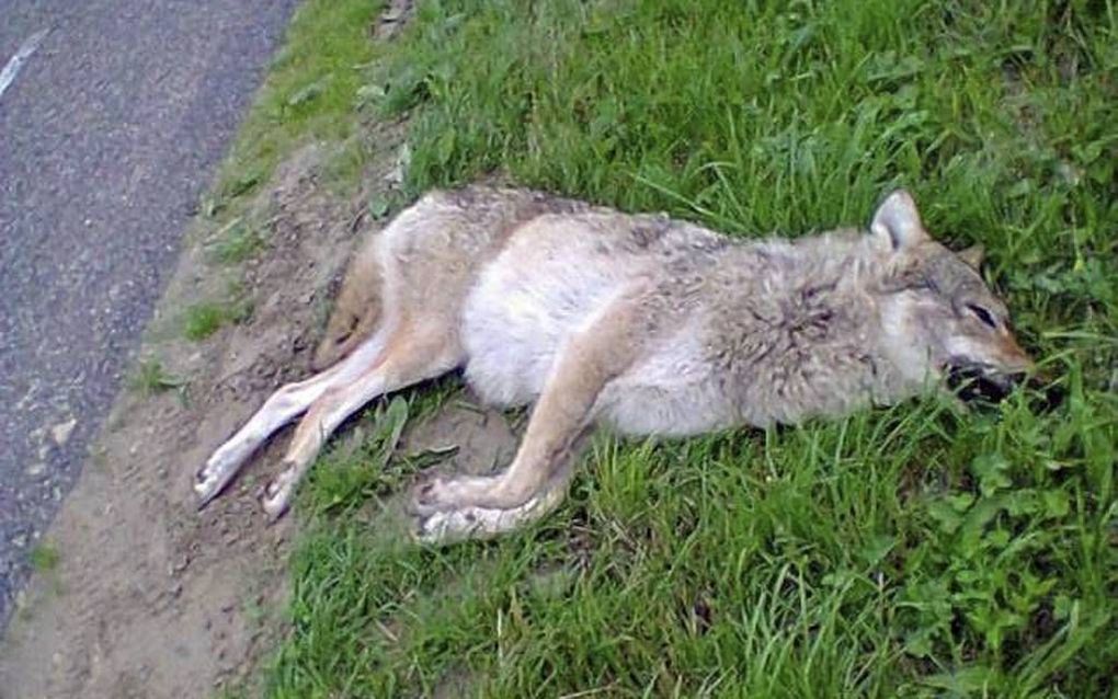 Als het dode dier bij Luttelgeest (foto) een wolf is, is die voor het eerst sinds 150 jaar in Nederland gesignaleerd. Beeld J. van der Linde