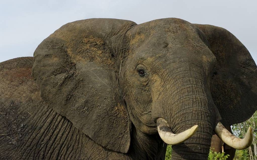 Olifant. beeld Wikimedia