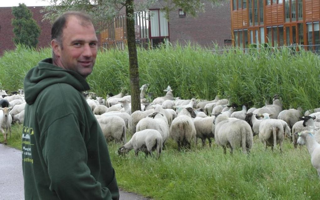 Schaapherder Martin Oosthoek met zijn dieren in Pijnacker. beeld Jan van Reenen