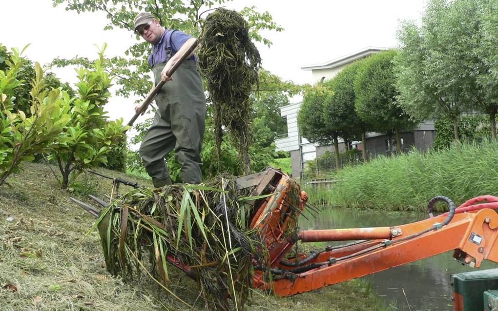 BARENDRECHT. Het Waterschap Hollandse Delta is deze zomer druk met het verwijderen van de waterwaaier uit singels in Barendrecht en Ridderkerk. Beeld Waterschap Hollandse Delta