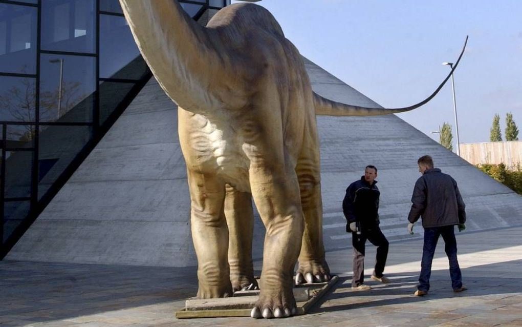 Een plastic model geeft een indruk van de enorme afmetingen van een diplodocus, hier bij een tentoonstelling in het Duitse Potsdam in 2004. beeld EPA