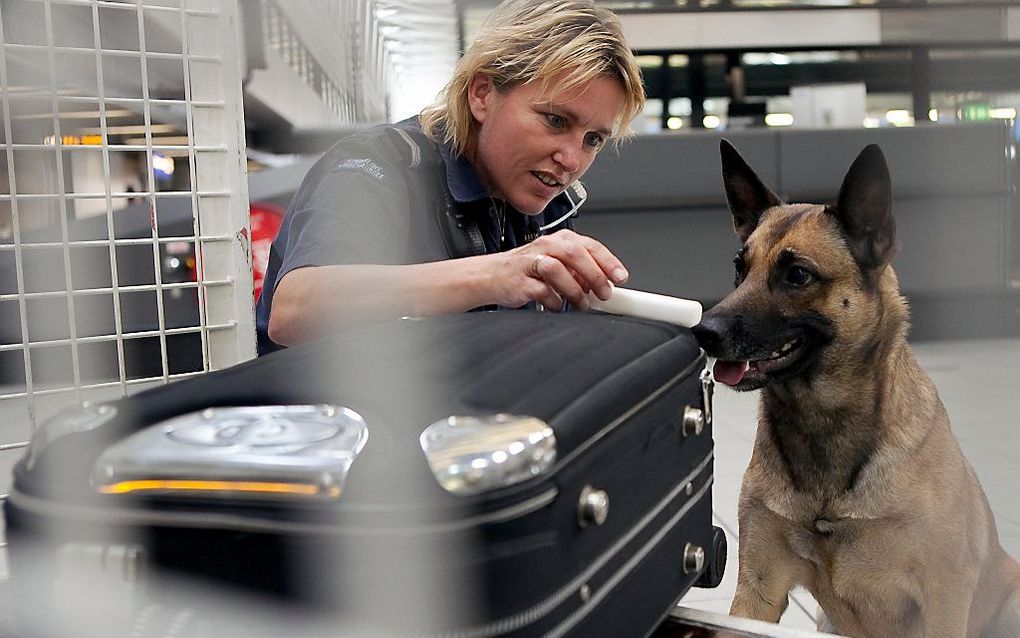 Een speurhond van de Koninklijke Marechaussee zoekt in de bagage van passagiers op Schiphol naar explosieven. Beeld RD