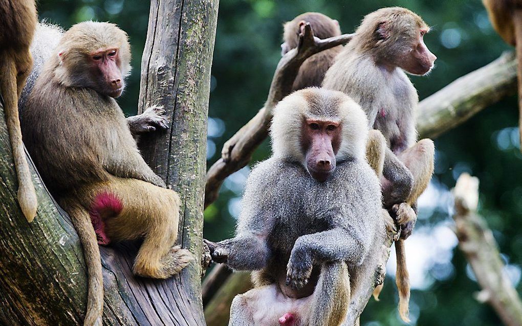 De mantelbavianen in Dierenpark Emmen zijn van slag. Foto ANP