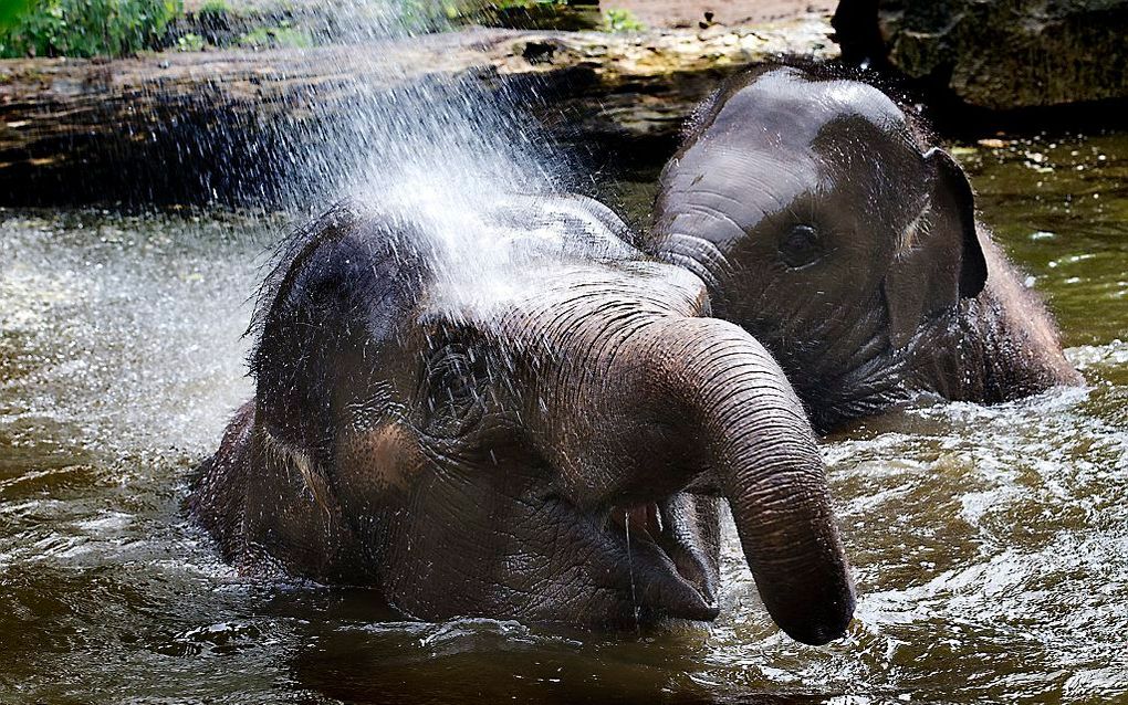 Olifanten in Blijdorp. Beeld ANP