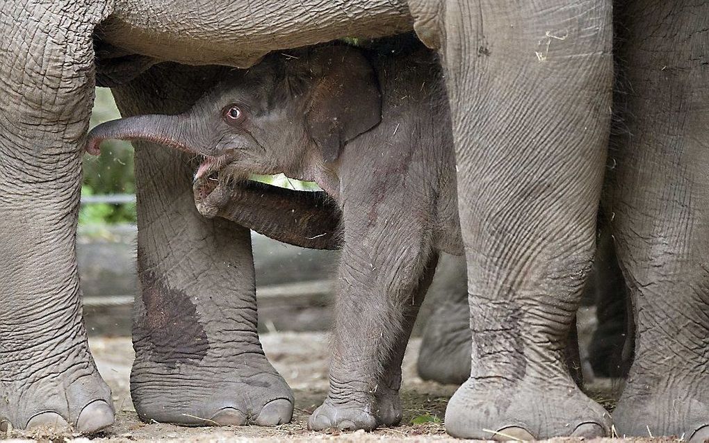 Het pasgeboren olifantje in Blijdorp temidden van haar oudere soortgenoten. De nieuwste aanwinst van de Rotterdamse dierentuin is een vrouwtje en weegt zo'n 65 kilo. Een andere olifant in de kudde, een moeder van een dochter van 3, ontfermde zich direct n