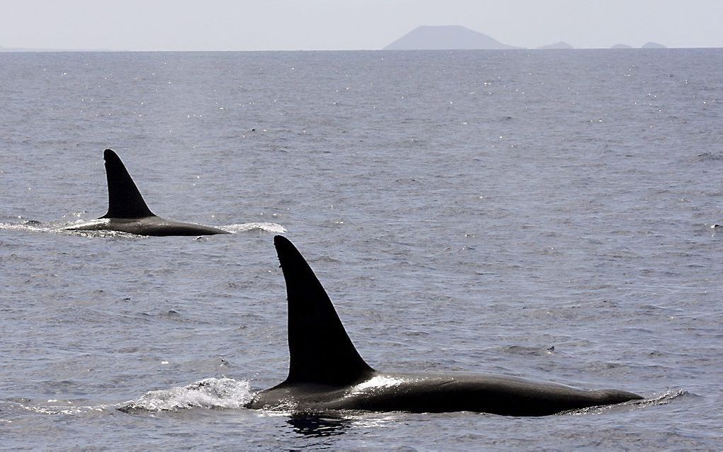 Twee orka's bij de Canarische eilanden. Foto EPA