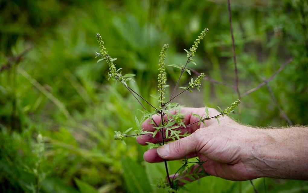 De NVWA roept particulieren, groenbeheerdiensten, akkerbouwers en natuurbeheerders op om de plant te verwijderen als ze hem tegenkomen. Foto ANP