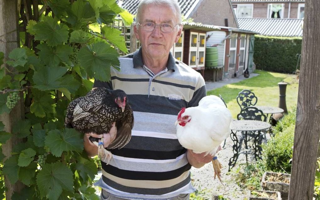 Bestuurslid Gijs Donkersteeg van De Barnevelder Club met een witte en een zwarte barnevelder. Foto Anton Dommerholt