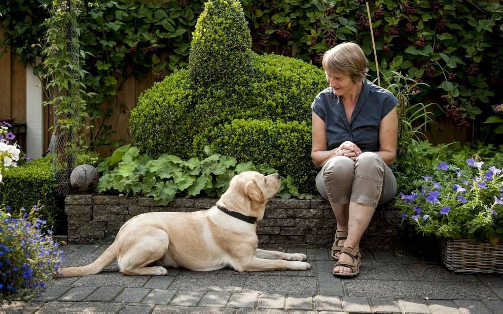 Pacey is alweer de elfde pup van KNGF Geleidehonden die Mieke Geuverink uit Losser een jaar lang opvoedt. Ze geniet van dit werk. „Je doet het voor een prachtig doel.” beeld Jan van de Maat