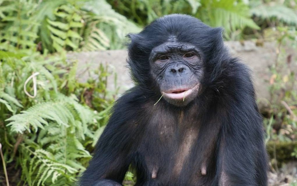 „Primatoloog Frans de Waal stelt in zijn recente publicatie ”De bonobo en de Tien Geboden” dat mens en (zoog)dier een emotioneel ingebakken voorkeur hebben voor moreel gedrag en zorg voor anderen.” Foto: een bonobo. Beeld Flickr, Orlando Dus