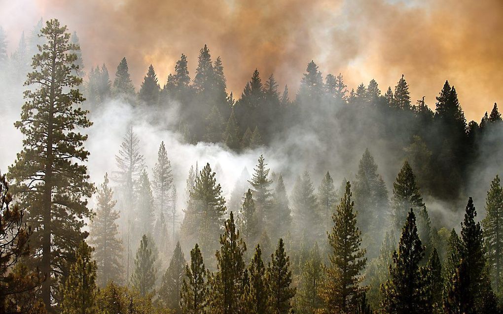 Brand in natuurpark Yosemite. Foto EPA