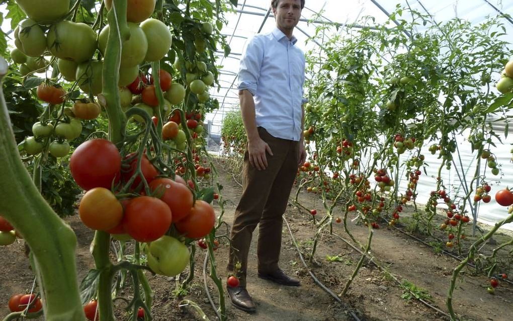 ROTTERDAM. Stadsboer Huibert de Leede in zijn tomatenkas, onderdeel van de goedlopende stadsboerderij in Rotterdam. Foto RD