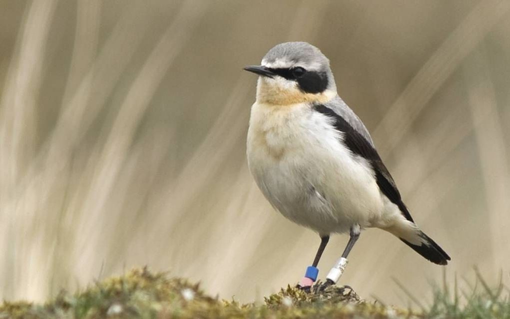 Tapuiten verdwijnen langzamerhand uit Noordwest-Europa. Foto Remco Versluijs