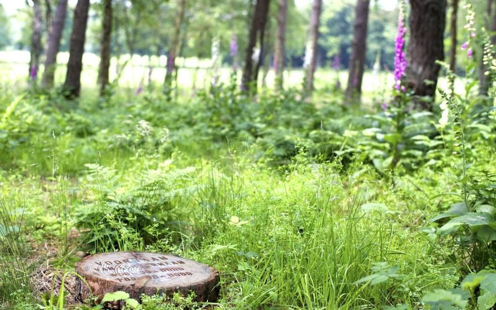 De graven op natuurbegraafplaats Heidepol tussen Arnhem en Ede mogen alleen met een boomschijf gemarkeerd worden. Als die verteerd is, is het graf weer onderdeel van de natuur. beeld natuurbegraafplaats Heidepol