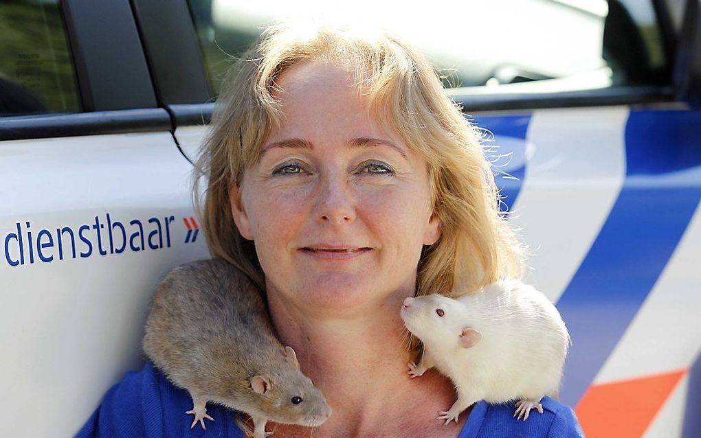 Trainster Monique Hamerslag met haar ratten. De politie gaat definitief de hulp inzetten van de ratten bij onderzoek naar schietincidenten. Foto ANP