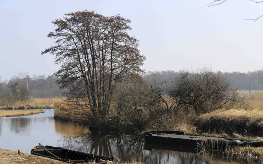 De gepachte rietlanden in Nationaal Park Weerribben-Wieden zijn erg versnipperd. Foto ANP