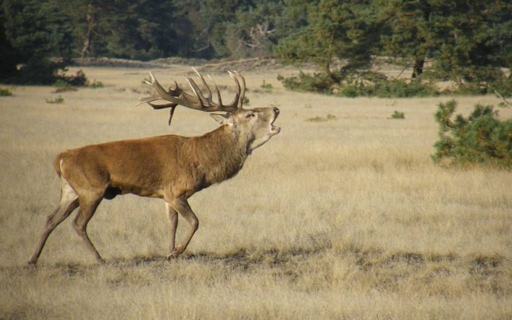 De bronst van edelherten is begonnen. Natuurmonumenten wil via een enquête onderzoeken hoe Nederland denkt over het beheer van groot wild. beeld Natuurmonumenten/Yvonne Strijker