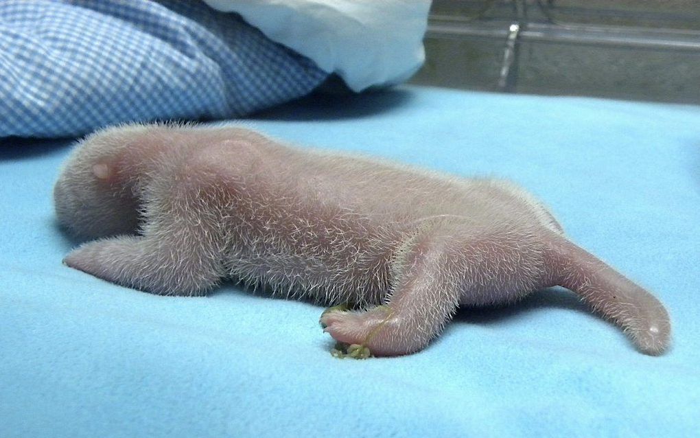 Pasgeboren panda in een dierentuin in Spanje. Foto EPA