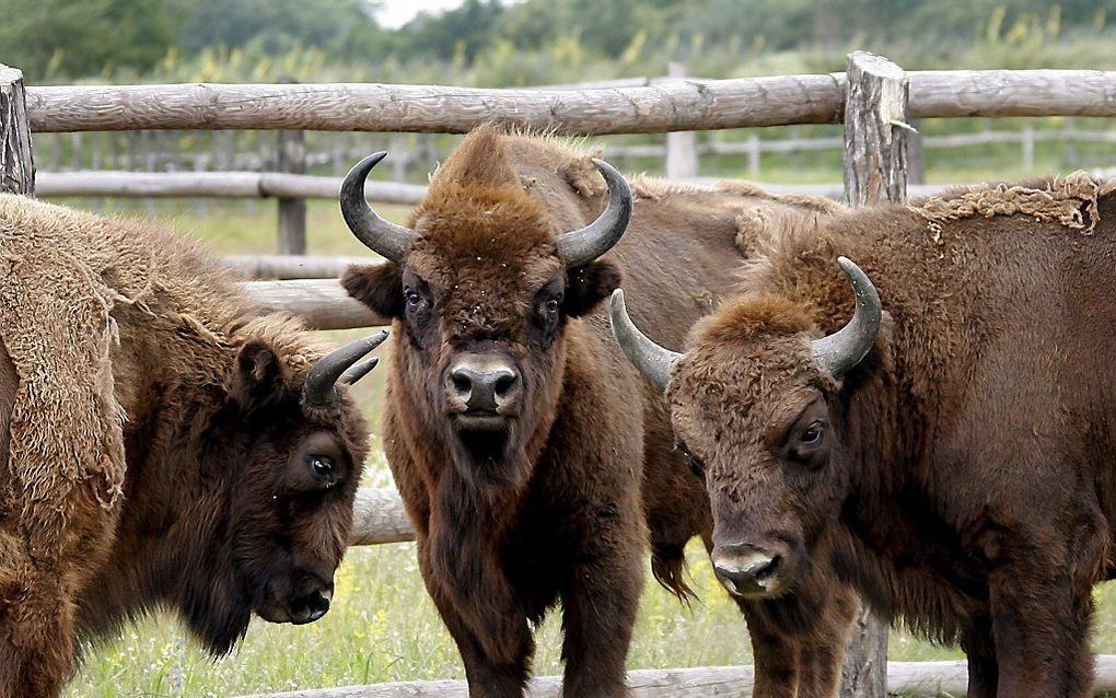 De wisent, ook wel de Europese bizon genoemd. Foto EPA