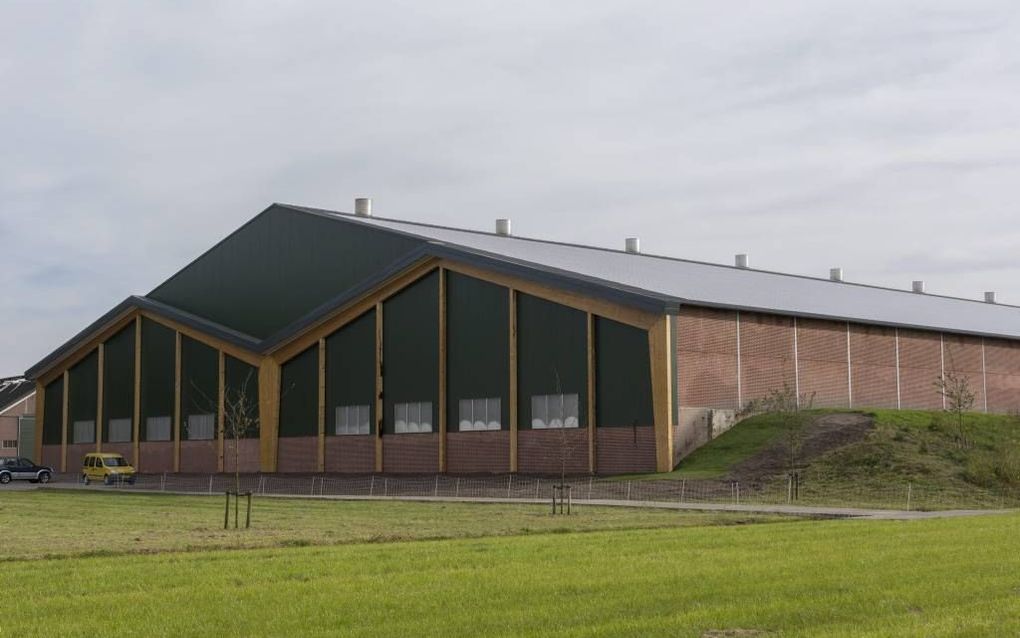 Kalverhouder Evert Kroes in Uddel heeft de eerste kringloopstal van Nederland gebouwd. In een kas boven op de schuur kweekt hij eendekroos uit mest. beeld André Dorst